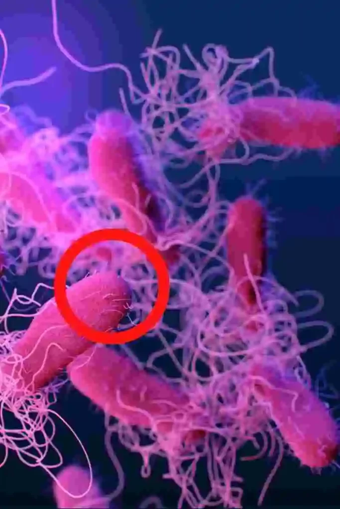 SIBO Sobrecrecimiento Bacteriano Síntomas y Tratamiento 4 sintomas-sobrecrecimiento-bacteriano 1